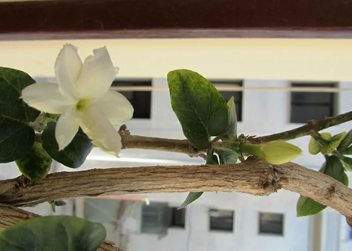 International Oda ve Kahvaltı 4*